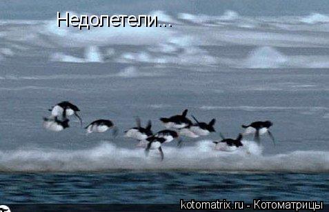 Недолетели...... Котоматрица: Недолетели...