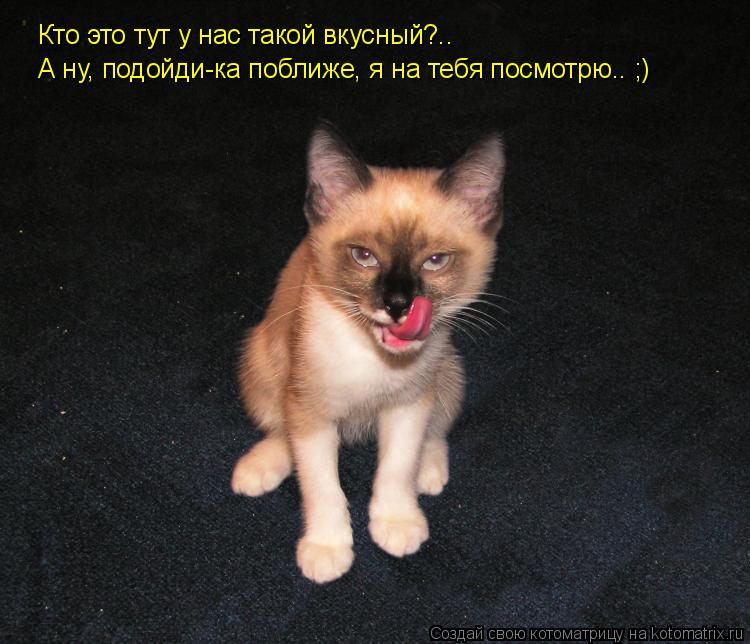 Кто это тут у нас такой вкусный?.. А ну, подойди-ка поближе, я на тебя посмотрю.. ;)... Котоматрица: Кто это тут у нас такой вкусный?.. А ну, подойди-ка поближе, я на тебя посмотрю.. ;)