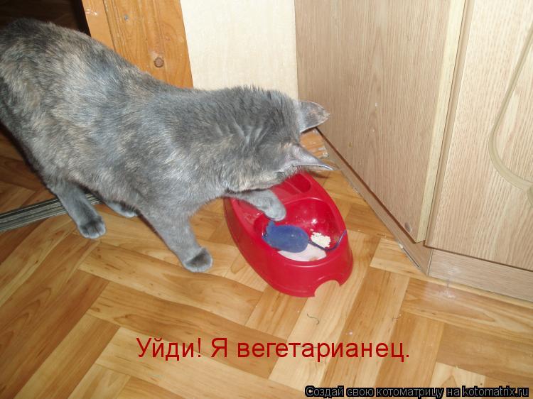 Уйди! Я вегетарианец.... Котоматрица: Уйди! Я вегетарианец.