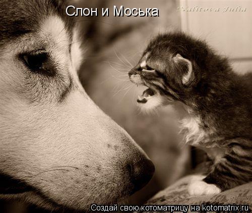 Слон и Моська... Котоматрица: Слон и Моська