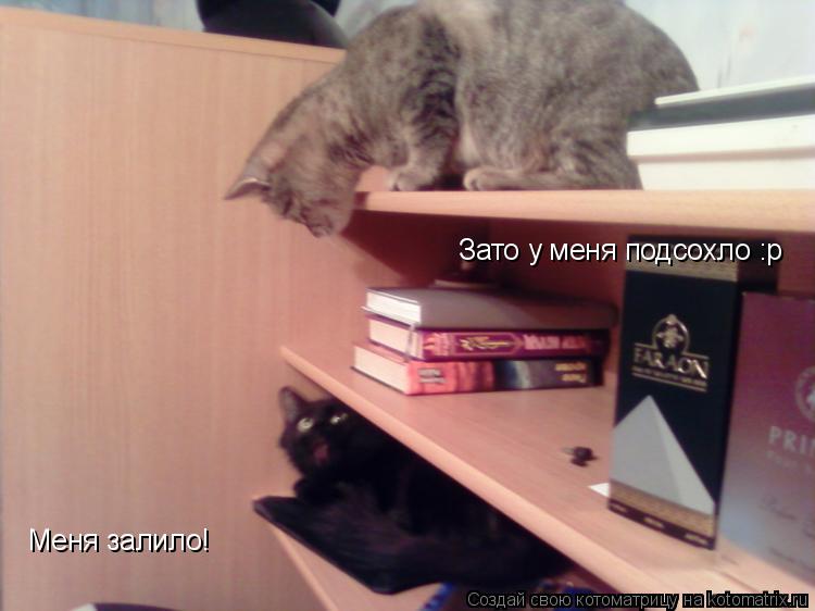 Меня залило! Зато у меня подсохло :р... Котоматрица: Меня залило! Зато у меня подсохло :р