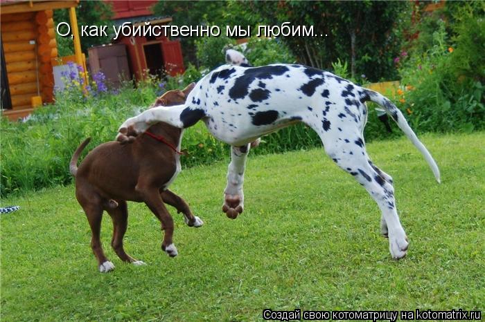 О, как убийственно мы любим...... Котоматрица: О, как убийственно мы любим...