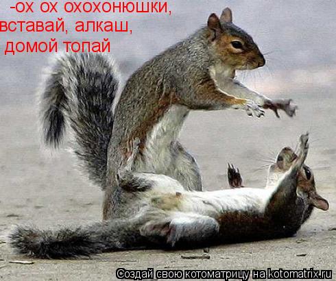 домой топай вставай, алкаш, -ох ох охохонюшки,... Котоматрица: домой топай вставай, алкаш, -ох ох охохонюшки,