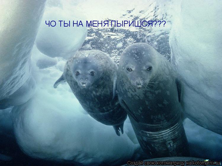 ЧО ТЫ НА МЕНЯ ПЫРИШСЯ???... Котоматрица: ЧО ТЫ НА МЕНЯ ПЫРИШСЯ???