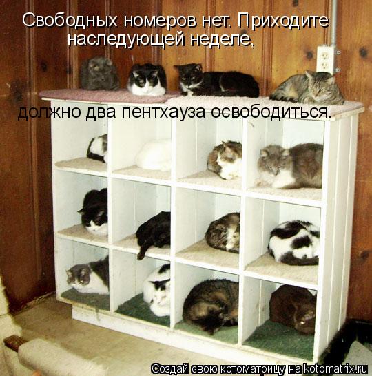Свободных номеров нет. Приходите наследующей неделе, должно два пентхауза освободиться.... Котоматрица: Свободных номеров нет. Приходите наследующей неделе, должно два пентхауза освободиться.