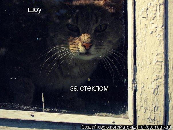 за стеклом шоу... Котоматрица: за стеклом шоу
