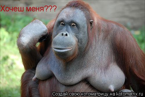 Хочеш меня???... Котоматрица: Хочеш меня???