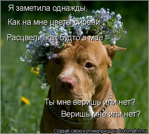 Я заметила однажды, Как на мне цветы сирени Расцвели, как будто в мае - Ты мне веришь или нет? ... Котоматрица: Я заметила однажды, Как на мне цветы сирени Расцвели, как будто в мае - Ты мне веришь или нет? Веришь мне или нет?