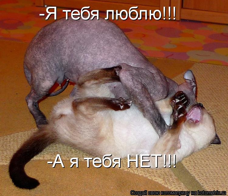 -Я тебя люблю!!! -А я тебя НЕТ!!!... Котоматрица: -Я тебя люблю!!! -А я тебя НЕТ!!!