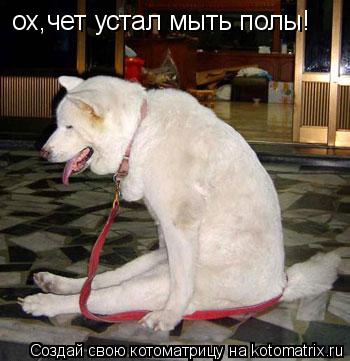 ох,чет устал мыть полы!... Котоматрица: ох,чет устал мыть полы!