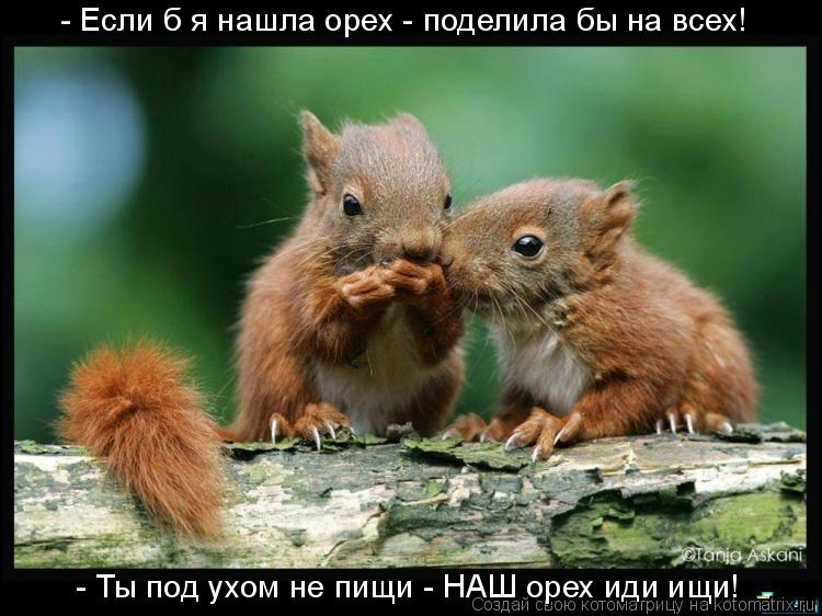 - Если б я нашла орех - поделила бы на всех! - Ты под ухом не пищи - НАШ орех иди ищи!... Котоматрица: - Если б я нашла орех - поделила бы на всех! - Ты под ухом не пищи - НАШ орех иди ищи!