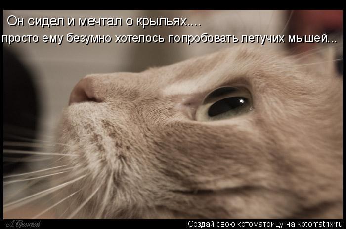 Он сидел и мечтал о крыльях.... просто ему безумно хотелось попробовать летучих мышей...... Котоматрица: Он сидел и мечтал о крыльях.... просто ему безумно хотелось попробовать летучих мышей...