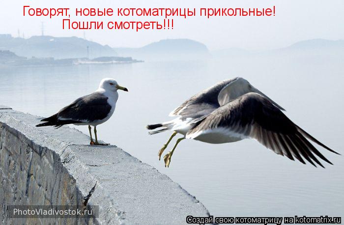 Говорят, новые котоматрицы прикольные! Пошли смотреть!!!... Котоматрица: Говорят, новые котоматрицы прикольные! Пошли смотреть!!!