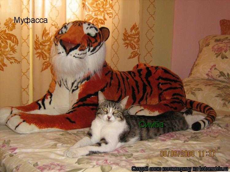 Муфасса Симба... Котоматрица: Муфасса Симба