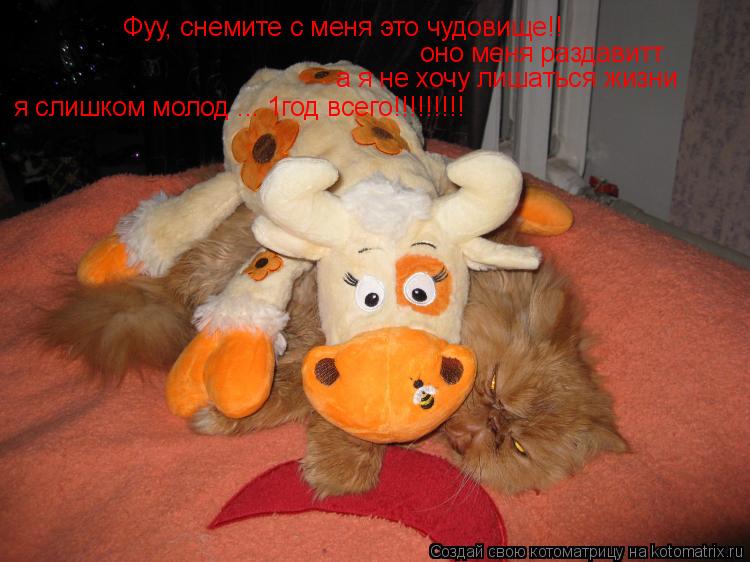 Фуу, снемите с меня это чудовище!! оно меня раздавитт а я не хочу лишаться жизни я слишком молод ... ... Котоматрица: Фуу, снемите с меня это чудовище!! оно меня раздавитт а я не хочу лишаться жизни я слишком молод ... 1год всего!!!!!!!!!