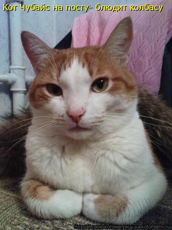 Кот Чубайс на посту- блюдит колбасу... Котоматрица: Кот Чубайс на посту- блюдит колбасу