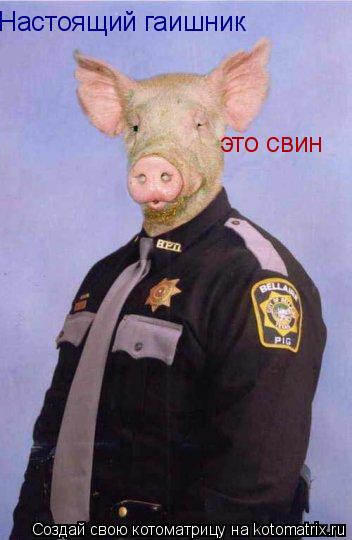 Настоящий гаишник это свин... Котоматрица: Настоящий гаишник это свин