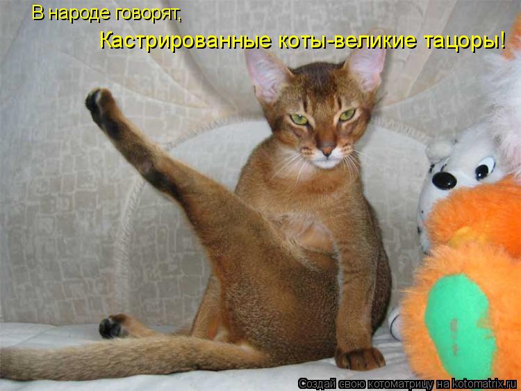 Кастрированные коты-великие тацоры! В народе говорят,... Котоматрица: Кастрированные коты-великие тацоры! В народе говорят,