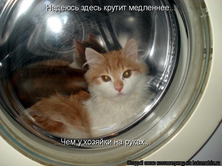 Надеюсь здесь крутит медленнее... ...Чем у хозяйки на руках...... Котоматрица: Надеюсь здесь крутит медленнее... ...Чем у хозяйки на руках...