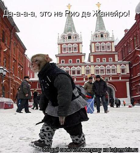 Да-а-а-а, это не Рио де Жанейро!... Котоматрица: Да-а-а-а, это не Рио де Жанейро!