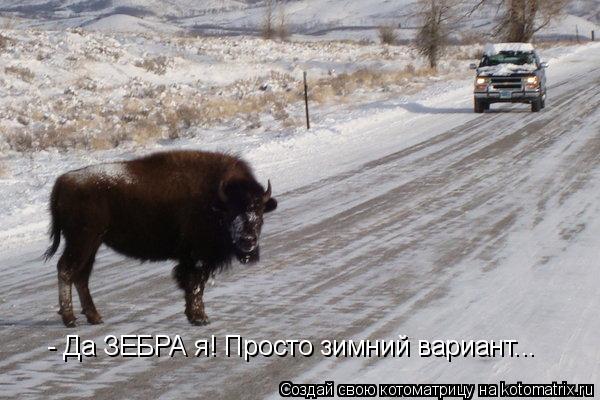 - Да ЗЕБРА я! Просто зимний вариант...... Котоматрица: - Да ЗЕБРА я! Просто зимний вариант...