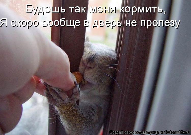 Будешь так меня кормить, Я скоро вообще в дверь не пролезу... Котоматрица: Будешь так меня кормить, Я скоро вообще в дверь не пролезу