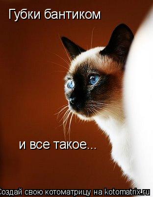 Губки бантиком и все такое...... Котоматрица: Губки бантиком и все такое...