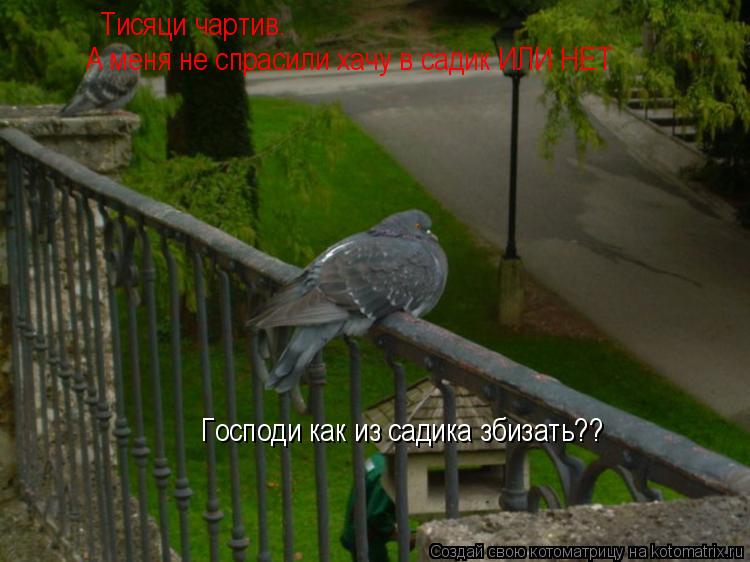 Господи как из садика збизать?? Тисяци чартив. Тисяци чартив. А меня не спрасили... Котоматрица: Господи как из садика збизать?? Тисяци чартив. Тисяци чартив. А меня не спрасили хачу в садик ИЛИ НЕТ