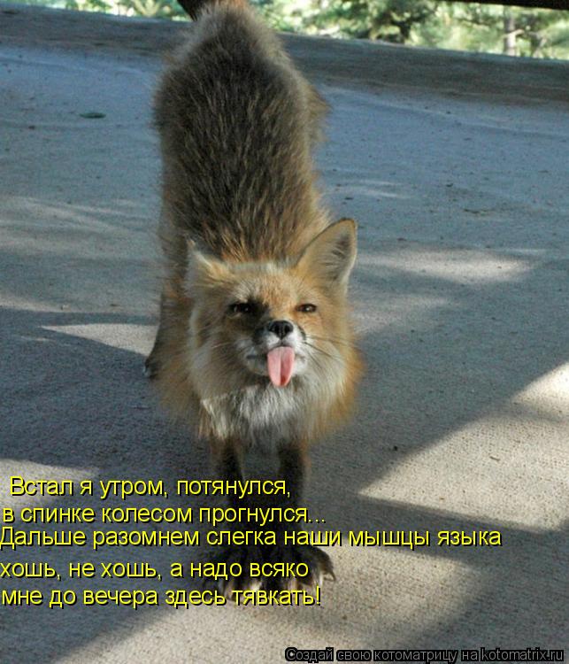 Встал я утром, потянулся, в спинке колесом прогнулся... хошь, не хошь, а надо всяко мне до вечера зд... Котоматрица: Встал я утром, потянулся, в спинке колесом прогнулся... хошь, не хошь, а надо всяко мне до вечера здесь тявкать! Дальше разомнем слегка наши м