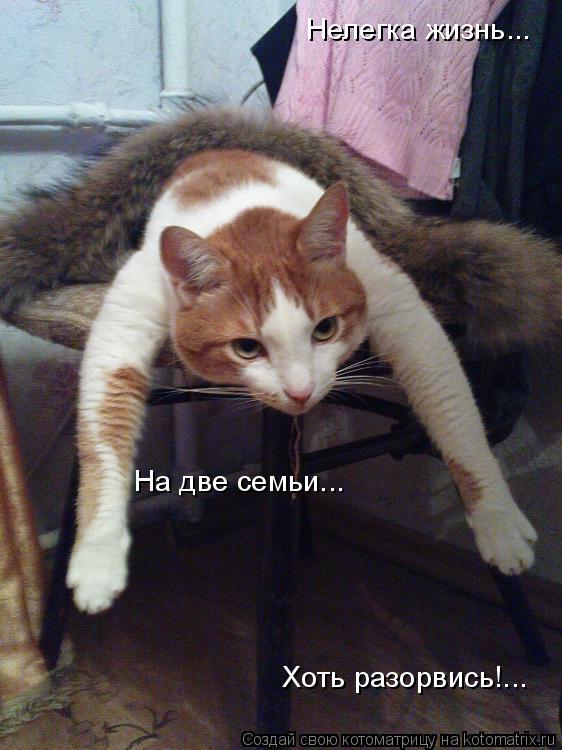 Нелегка жизнь... На две семьи... Хоть разорвись!...... Котоматрица: Нелегка жизнь... На две семьи... Хоть разорвись!...