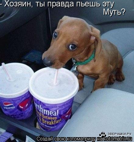- Хозяин, ты правда пьешь эту Муть?... Котоматрица: - Хозяин, ты правда пьешь эту Муть?