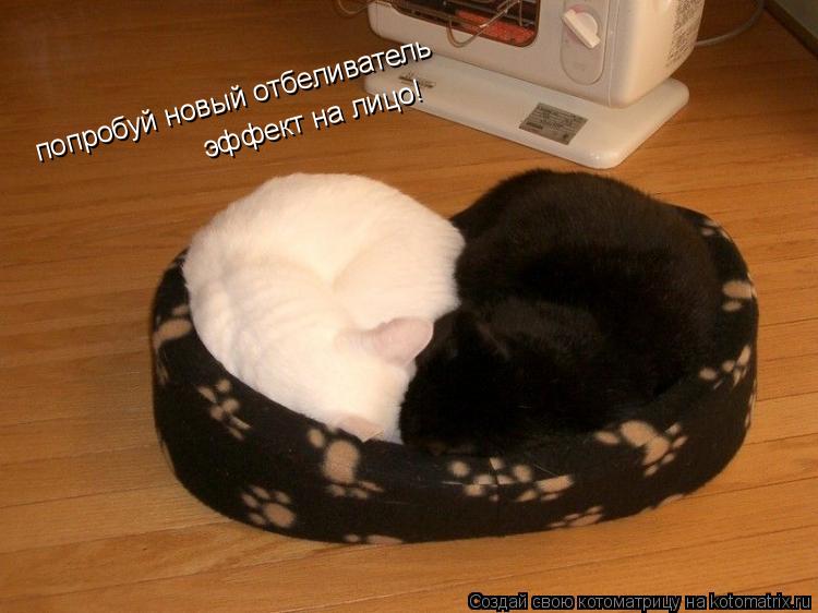 попробуй новый отбеливатель эффект на лицо!... Котоматрица: попробуй новый отбеливатель эффект на лицо!