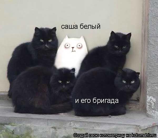 саша белый и его бригада... Котоматрица: саша белый и его бригада