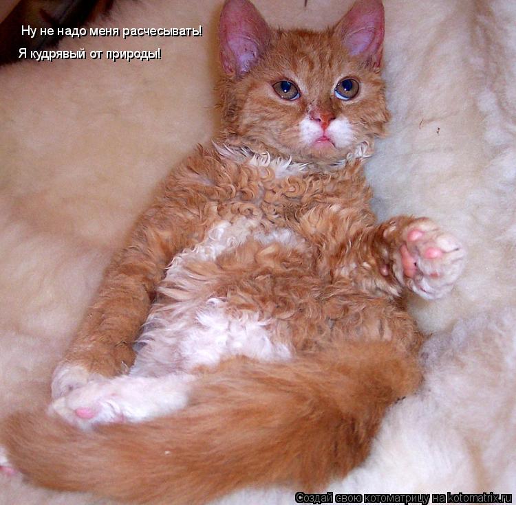 Ну не надо меня расчесывать! Я кудрявый от природы!... Котоматрица: Ну не надо меня расчесывать! Я кудрявый от природы!