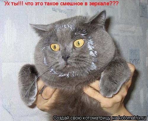 Ух ты!!! что это такое смешное в зеркале???... Котоматрица: Ух ты!!! что это такое смешное в зеркале???
