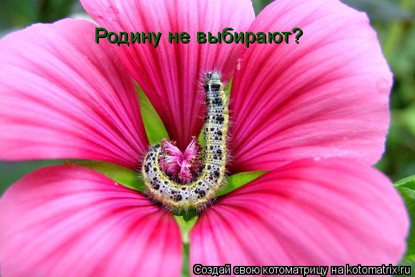 Родину не выбирают?... Котоматрица: Родину не выбирают?