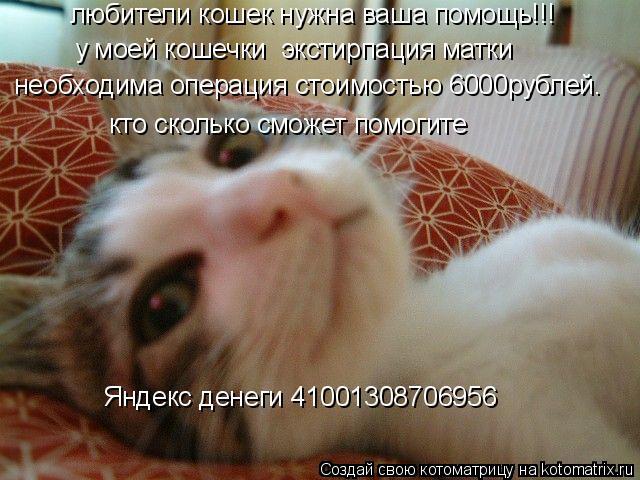.... Котоматрица: .