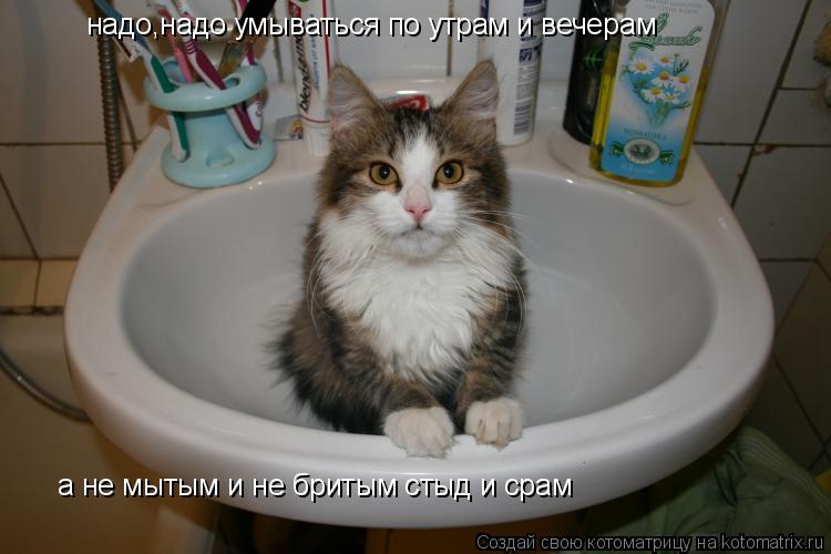 надо,надо умываться по утрам и вечерам а не мытым и не бритым стыд и срам... Котоматрица: надо,надо умываться по утрам и вечерам а не мытым и не бритым стыд и срам