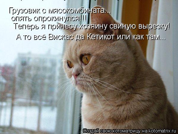 Грузовик с мясокомбината... опять опрокинулся!!! Теперь я принесу хозяину свиную вырезку! Теперь я пр... Котоматрица: Грузовик с мясокомбината... опять опрокинулся!!! Теперь я принесу хозяину свиную вырезку! Теперь я принесу хозяину свиную вырезку! А то всё В