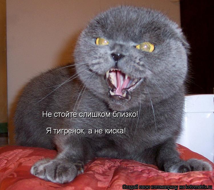 Не стойте слишком близко! Я тигренок, а не киска!... Котоматрица: Не стойте слишком близко! Я тигренок, а не киска!