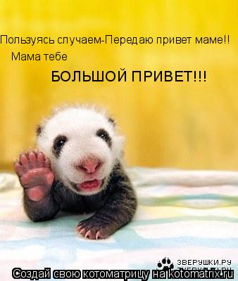 Пользуясь случаем-Передаю привет маме!! Мама тебе БОЛЬШОЙ ПРИВЕТ!!!... Котоматрица: Пользуясь случаем-Передаю привет маме!! Мама тебе БОЛЬШОЙ ПРИВЕТ!!!