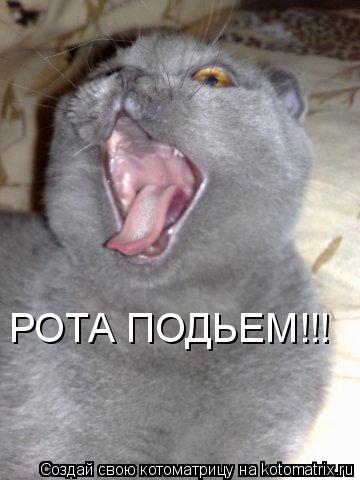 РОТА ПОДЬЕМ!!!... Котоматрица: РОТА ПОДЬЕМ!!!