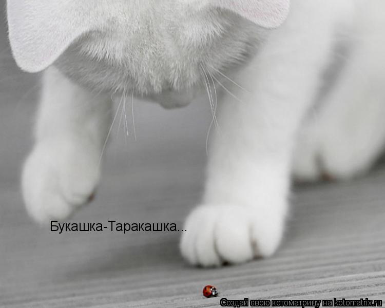 Букашка-Таракашка...... Котоматрица: Букашка-Таракашка...