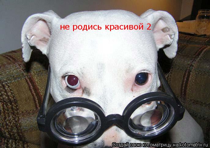 не родись красивой 2... Котоматрица: не родись красивой 2