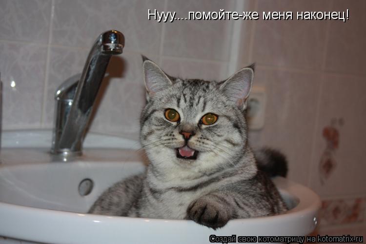 Нууу....помойте-же меня наконец!... Котоматрица: Нууу....помойте-же меня наконец!