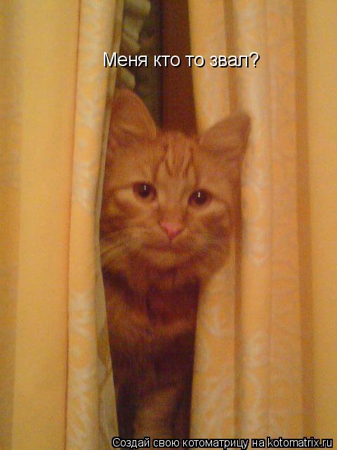 Меня кто то звал?... Котоматрица: Меня кто то звал?