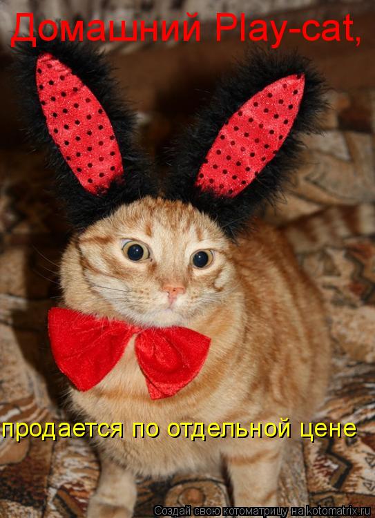 Домашний Play-cat, продается по отдельной цене... Котоматрица: Домашний Play-cat, продается по отдельной цене