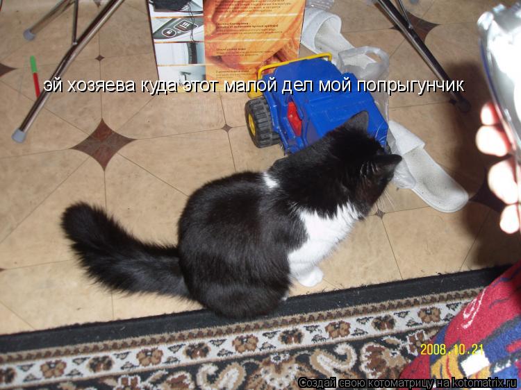 эй хозяева куда этот малой дел мой попрыгунчик... Котоматрица: эй хозяева куда этот малой дел мой попрыгунчик