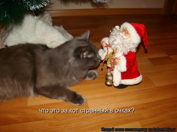 что это за кот странный в очках?... Котоматрица: что это за кот странный в очках?