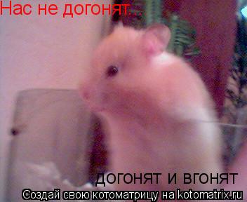 Нас не догонят... догонят и вгонят... Котоматрица: Нас не догонят... догонят и вгонят